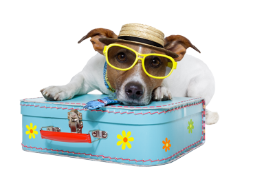 Hond met koffer en zonnebril