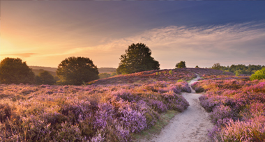 Heideveld op de Veluwe